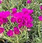 Image result for Calandrinia umbellata