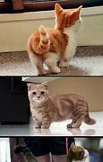 Image result for Munchkin Cat Funny