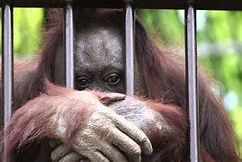 Image result for Zoo Animal Abuse