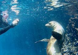 Image result for Galapagos Snorkeling