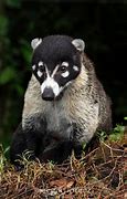 Image result for Animals Native to Central America