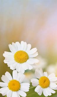 Image result for iPhone 6 Pink Daisy Wallpaper