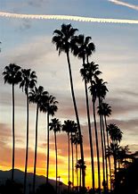 Image result for California Palm Trees