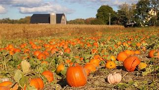 Image result for Pumpkin Picking in Finger Lakes