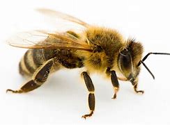 Image result for "honey-bee"