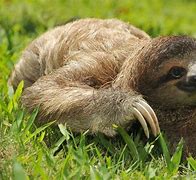 Image result for Three Toed Sloth Teeth