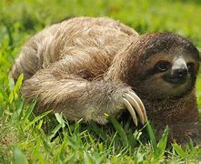 Image result for Three Toed Tree Sloth