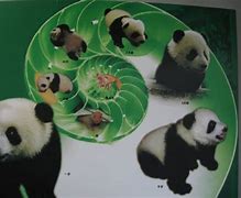 Image result for Giant Panda Life Cycle