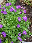 Image result for Aubrieta Kitte Blue