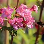 Image result for WEIGELIA STYRIACA