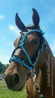 Image result for How to Bridle a Western Horse