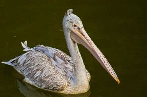 Image result for Spot-billed Pelican