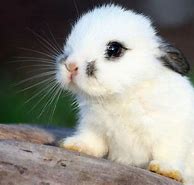 Image result for Cute Bunny Wallpaper iPhone