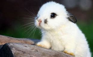 Image result for Cute Bunny Wallpaper iPhone