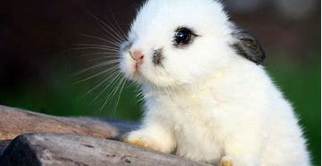 Image result for Cute Bunny Wallpaper for iPads