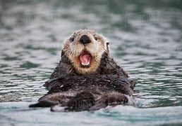 Image result for Otter On Back