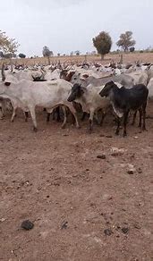 Image result for Kenya cattle rustlers