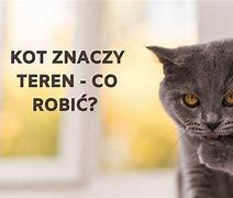 Image result for co_to_znaczy_zelki
