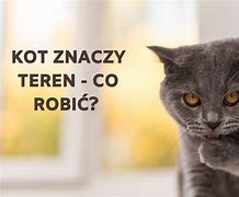 Image result for co_to_znaczy_Żółwia