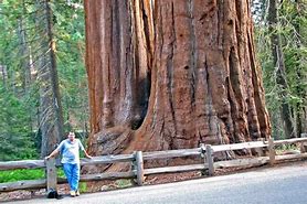 Image result for Largest World Biggest Tree