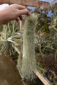 Image result for tillandsia_usneoides