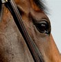 Image result for York Horse Racing