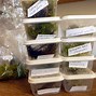 Image result for Types of Moss with Pictures