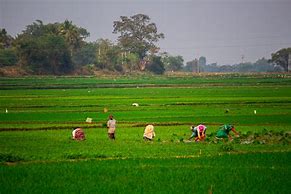 Image result for Working in Fields