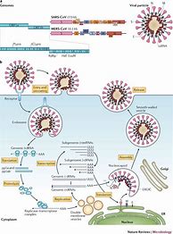 Image result for Covid Antiviral Drug