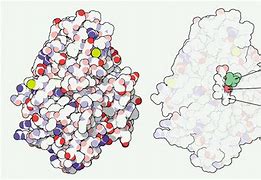 Image result for Cytochrome
