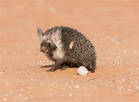 Image result for Desert Hedgehog