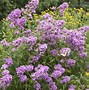 Image result for Phlox Judy (Paniculata-Group)