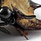 Image result for Beetle Type Bugs