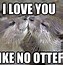 Image result for Disappointed Otter Meme