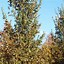 Image result for Quercus hispanica Wageningen