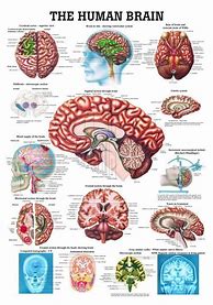 Image result for Brain Anatomy Chart