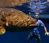 Image result for Real Monster Fish