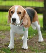 Image result for Pictures of Beagle Dogs