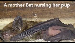 Image result for Baby Bat Mother