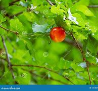 Image result for Cherry Apple Red