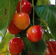 Image result for Prunus avium Bigarreau Napoleon