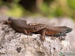 Image result for Blue-throated Keeled Lizard