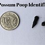 Image result for What Does Possum Poop Look Like