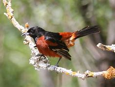 Image result for Types of Oriole Birds