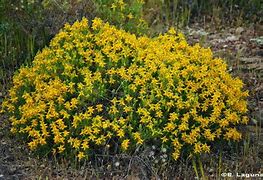 Image result for abulaga