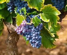 Image result for Vigne Grape