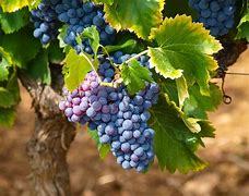 Image result for Grape