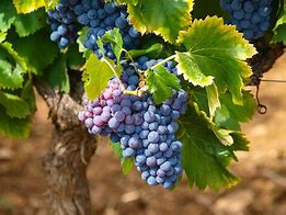 Image result for Grape Vine Leaves