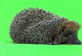 Image result for Hedgehog Line Drawing