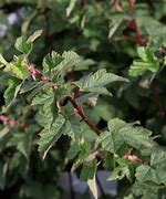 Image result for Physocarpus cap. Tilden Park